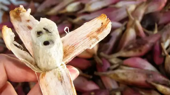 Su sabor es parecido al de la piña y de ahí proviene su nombre Su sabor es parecido al de la piña y de ahí proviene su nombre