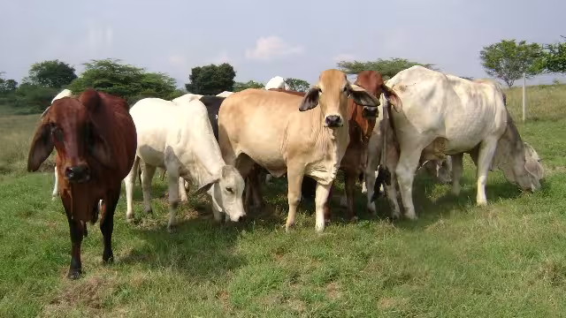 Ante la amenaza del parásito se solicitan más precauciones