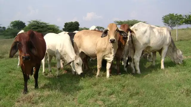 Ante la amenaza del parásito se solicitan más precauciones