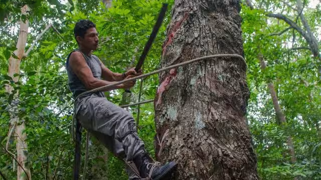 Campeche y Quintana Roo obtienen ante el INPI la Indicación Geográfica del chicle maya.