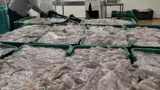 Pescadores de Yucatán acumulan más de 10 mil toneladas de pulpo capturadas en dos meses