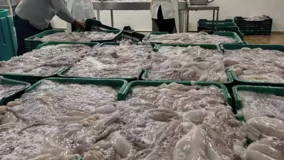 En menos de dos meses pescadores locales contabilizan más de 10 mil toneladas del octópodo En menos de dos meses pescadores locales contabilizan más de 10 mil toneladas del octópodo