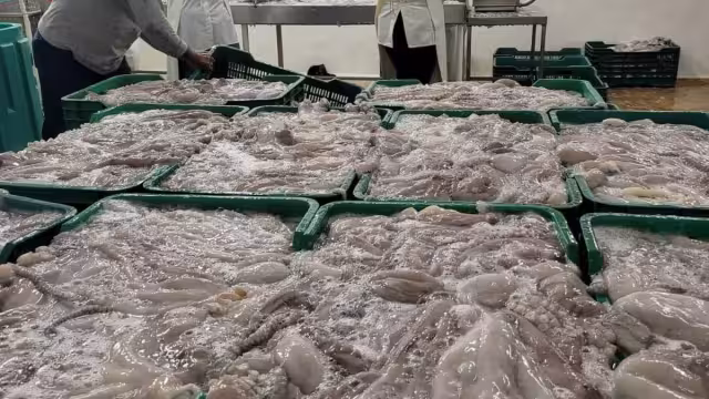En menos de dos meses pescadores locales contabilizan más de 10 mil toneladas del octópodo