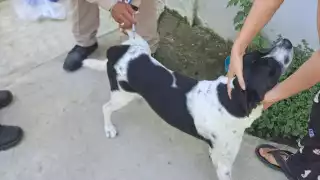 Este miércoles 22 de octubre de 2025 se realizará en Campeche la jornada estatal de vacunación antirrábica para perros y gatos.