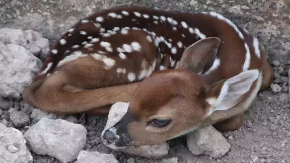 Nacen en La Reina cuatro venados, una especie que ha disminuido su población debido a la caza furtiva