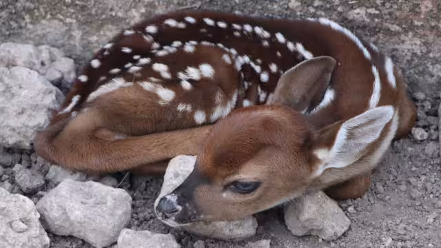 Nacen en La Reina cuatro venados, una especie que ha disminuido su población debido a la caza furtiva