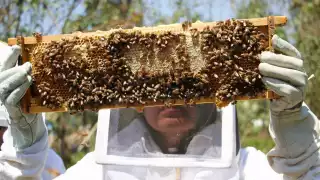 La apicultura yucateca enfrenta su mayor crisis ante el uso de productos químicos en el campo