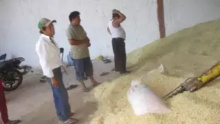 Productores de Hopelchén enfrentan trabas para acceder al Precio de Garantía del maíz