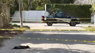 Envenenan a seis perros en  Tizimín; la Fiscalía   inicia las investigaciones