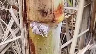 Cochinilla amenaza hasta 40% de la cosecha de caña en Champotón