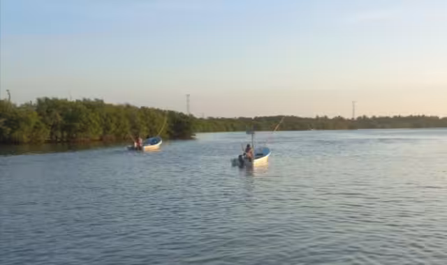 La temporada del pulpo inició con capturas de 20 a 30 kilos por lancha, mejor que los 10 kilos del año pasado.