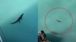 El video generó empatía en los usuarios por la especie en lugar de miedo