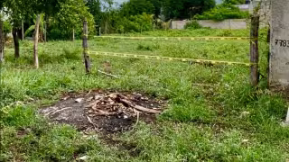 Hallan perro enterrado y activan investigación por posible crueldad animal en Tizimín