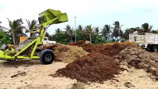 Utilizarán maquinaria pesada para retirar la mayor cantidad posible de macroalgas