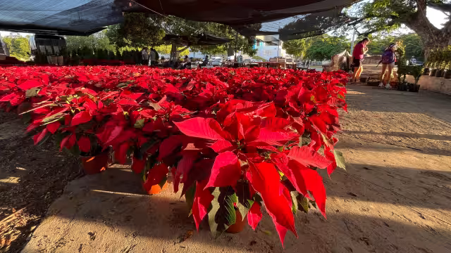 En la ciudad de Mérida ha dado inicio la venta de flor de Nochebuena a pocos días de iniciar diciembre