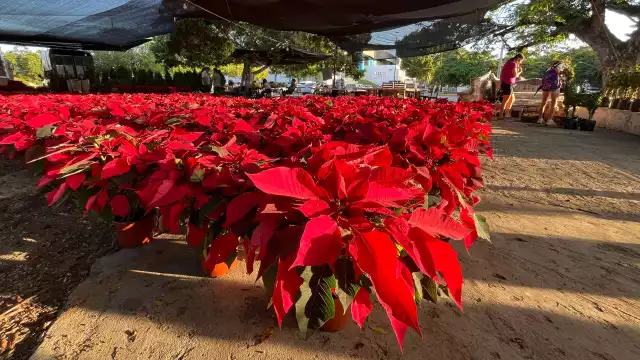 En la ciudad de Mérida ha dado inicio la venta de flor de Nochebuena a pocos días de iniciar diciembre