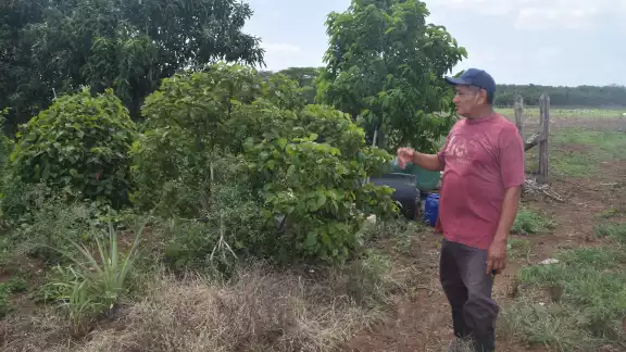 Con las obras el Gobierno de Yucatán mejora las condiciones de traslado de los productos agrícolas Con las obras el Gobierno de Yucatán mejora las condiciones de traslado de los productos agrícolas
