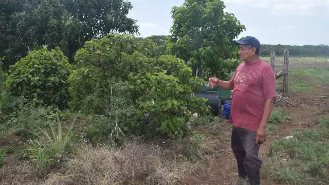 Con las obras el Gobierno de Yucatán mejora las condiciones de traslado de los productos agrícolas
