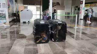 Nuevos perros policías en Campeche:  Lupi y Rex llegan desde Texas para reforzar la seguridad