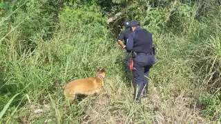 Cinco menores yucatecos se encuentran desaparecidos en Tulum
