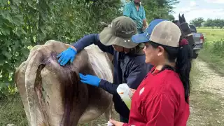 Chiapas lidera casos de gusano barrenador; Campeche registra 632