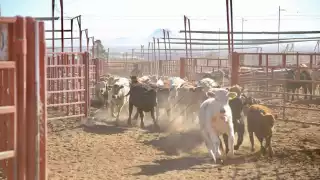 Ganaderos de Campeche dejan de denunciar abigeato por lentitud en investigaciones