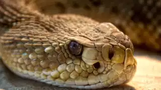 Empleada de empresa avícola fue trasladada a una hospital meridano para aplicarle el antídoto