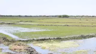 Gobierno Federal protege la producción de arroz en Campeche.