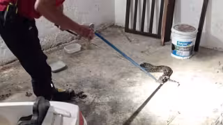 Serpientes aumentan encuentros con personas en Yucatán; van 71 mordeduras