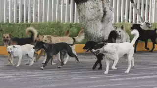 Cada dos horas hay un ataque de perros en Yucatán, según Medio Ambiente y Bienestar Animal