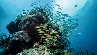 El avance de esta enfermedad ocurre en un contexto donde se registró el Síndrome Blanco, considerado uno de los eventos más destructivos para los arrecifes