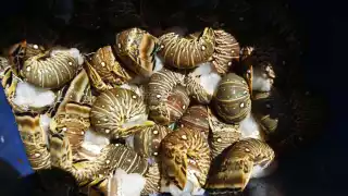 Trabajadores del sector pesquero esperan obtener buenas ganancias durante los próximos meses