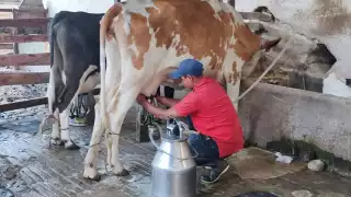 Sader anuncia apoyos para más de mil productores de leche y arroz en Campeche