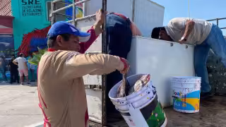 Productores acuícolas de la Península de Atasta enfrentan desafíos por costos energéticos y coyotaje