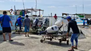 Analizan la extensión de la temporada de pulpo  en Yucatán