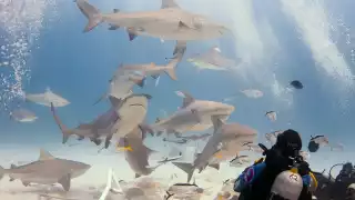 Debido al bajo número de visitantes, la economía local se ha visto afectada