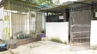 Los administradores del refugio esperan ayuda del Ayuntamiento para seguir cuidado a los perritos