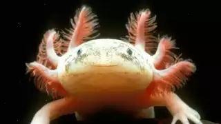 El Ajolote podría extinguirse en 2025, advierte la UNAM 