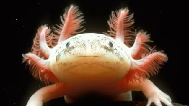 A contra reloj, Investigadores de la UNAM luchan por salvar al ajolote