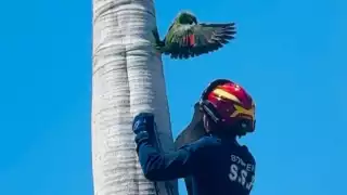 Rescatan a loro en Mérida tras haber quedado atrapado en una palma 