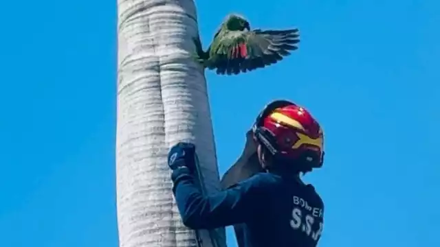 El loro quedó atrapado en una cavidad ubicada en lo alto de una palma