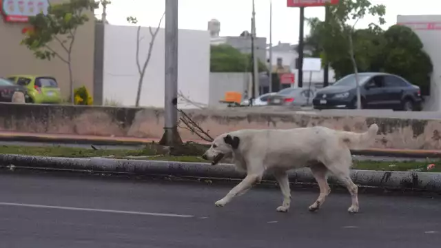En los primeros meses del 2025 se han reportado aproximadamente 300 casos de crueldad en Mérida
