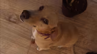 Impulsan en Yucatán la cultura de esterilización para reducir el abandono de perros y gatos