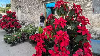  Creció 100% la demanda de flores de Nochebuena en Hopelchén   