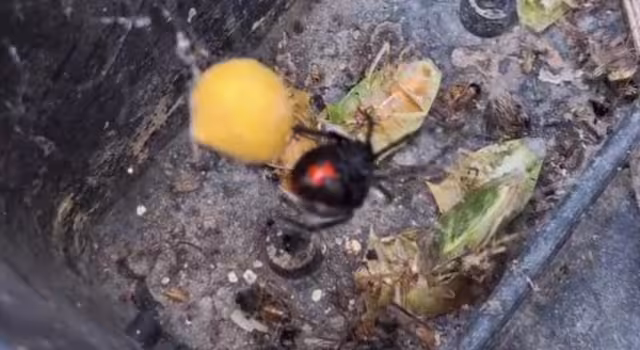 Su veneno es neurotóxico y puede afectar el sistema nervioso.