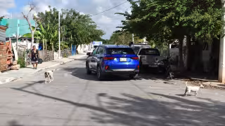 La población ya tiene más conciencia y medios para denunciar agresiones hacia animales en Mérida