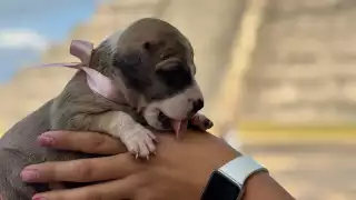 Tres cachorros nacidos en Chichén Itzá se encuentran en la búsqueda de un hogar