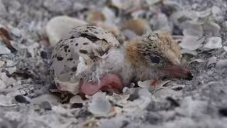 Perros ferales ponen en riesgo colonia de charranes mínimos en Isla del Carmen