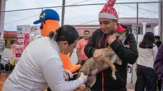 La SSa por su parte mantiene campañas de vacunación de animales domésficos e informó que fueron esterilizados tres mil 310 caninos y felinos el año anterior.
