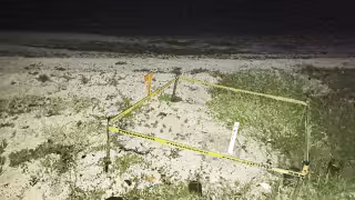 30 crías de tortuga carey llegan al mar bajo protección de la Marina en Campeche